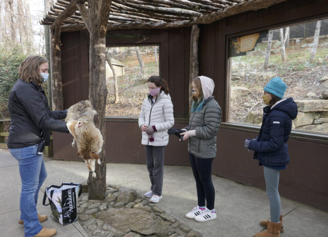 Three Girl Scout Cadettes from Troop 1819 learn biofacts from Candace Poolton, Community Outreach Coordinator.  Photos courtesy of the Friends of the Western North Carolina Nature Center.