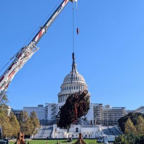 The 78' red spruce tree from Pisgah National Forest being hoisted by a huge crane this year as it was being placed on the West Lawn in front of the US Capitol Photo courtesy of US Forest Service by Tanya Flores.