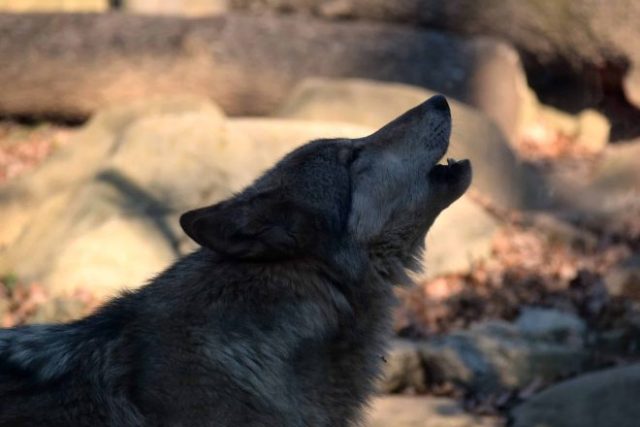 How eerie is the sound of a gray wolf howling at night? Come to the Nature Center to listen and learn. Photo courtesy of WNC Nature Center.